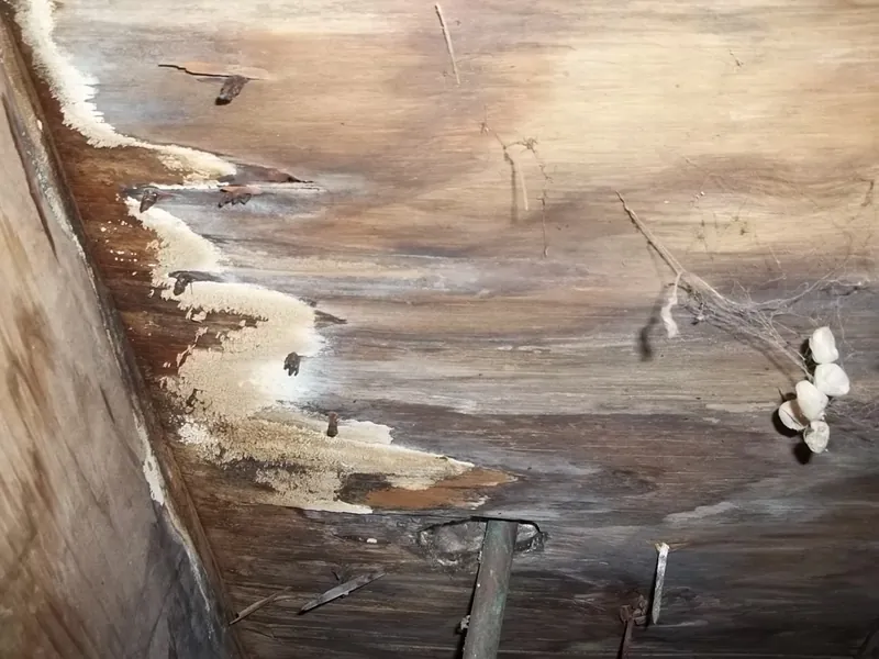 Mold growth spreading across wood framing, photographed during an inspection