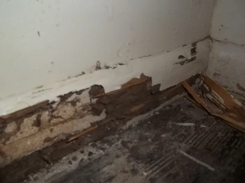 Termite damage eating through a baseboard and wood floor